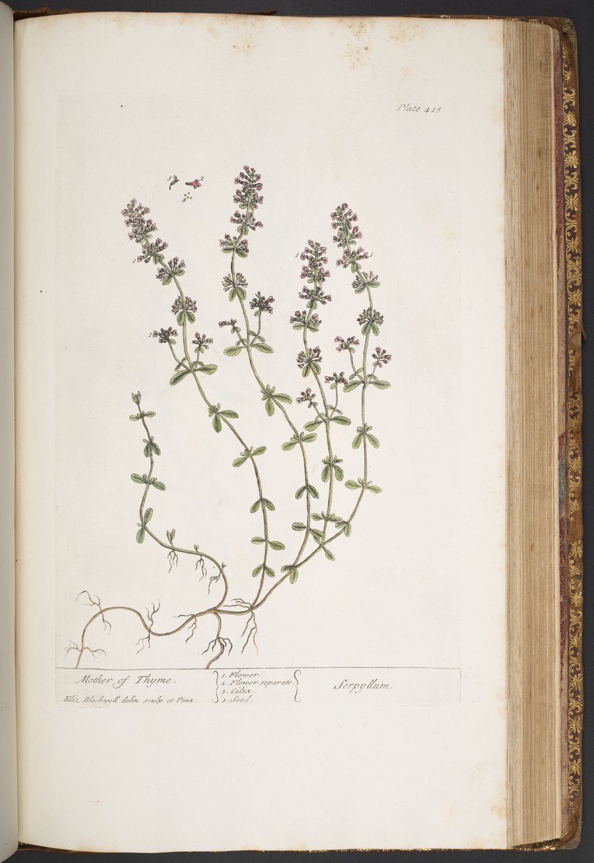 Levy 418, "A Curious Herbal" tekijältä Elizabeth Blackwell