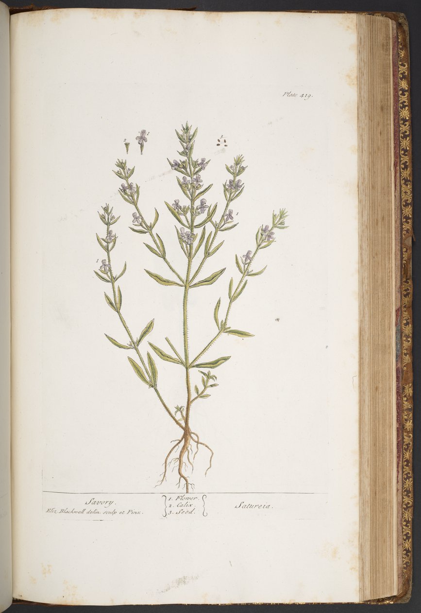 Levy 419, "A Curious Herbal" tekijältä Elizabeth Blackwell