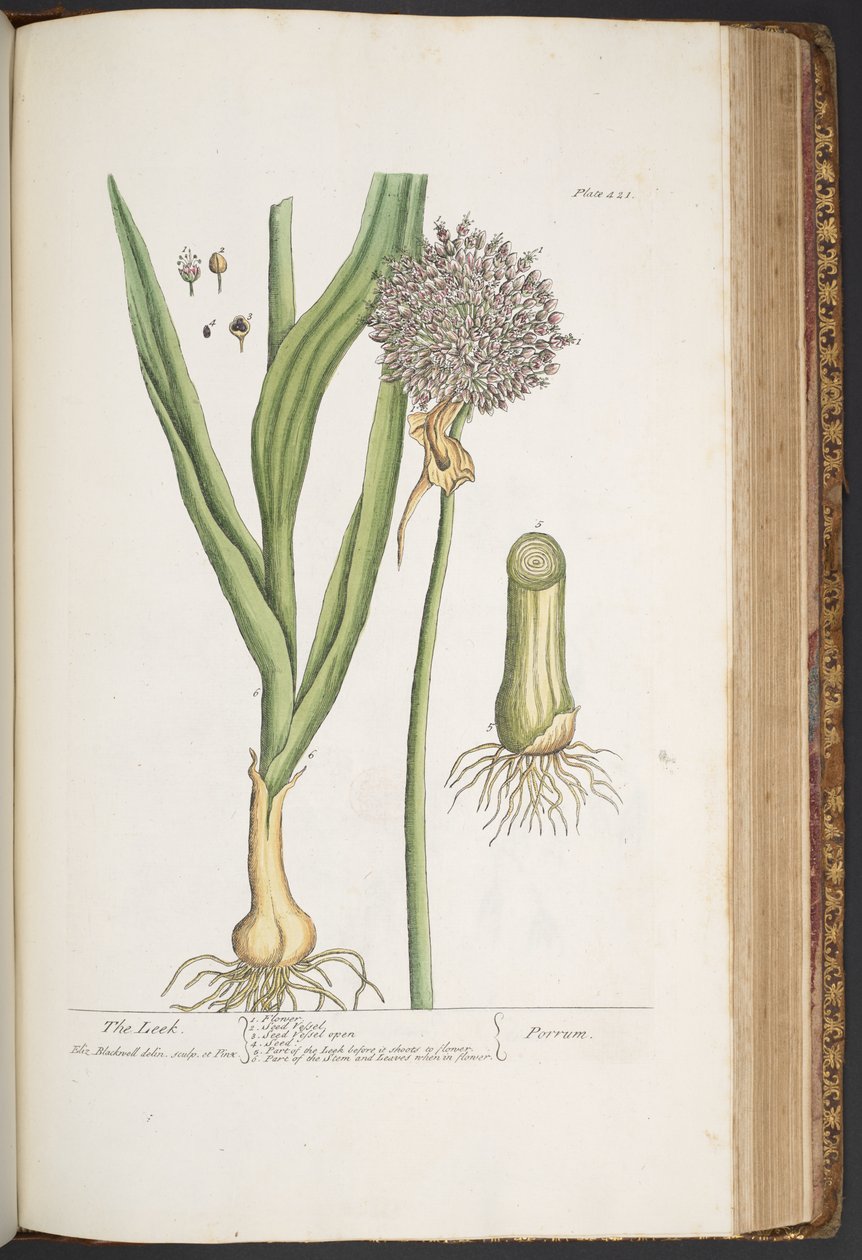 Levy 421, "A Curious Herbal" tekijältä Elizabeth Blackwell