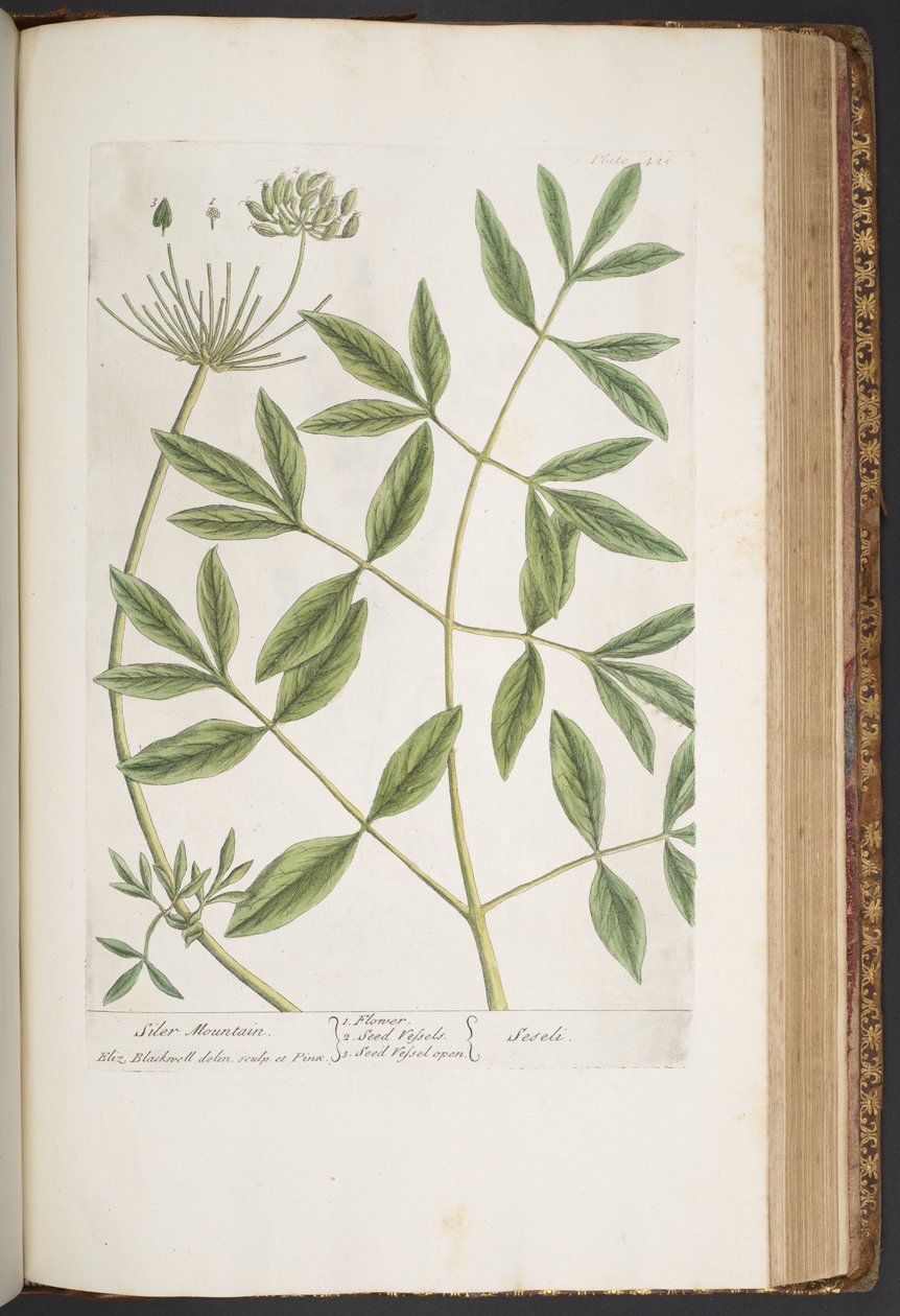 Levy 426, "A Curious Herbal" tekijältä Elizabeth Blackwell