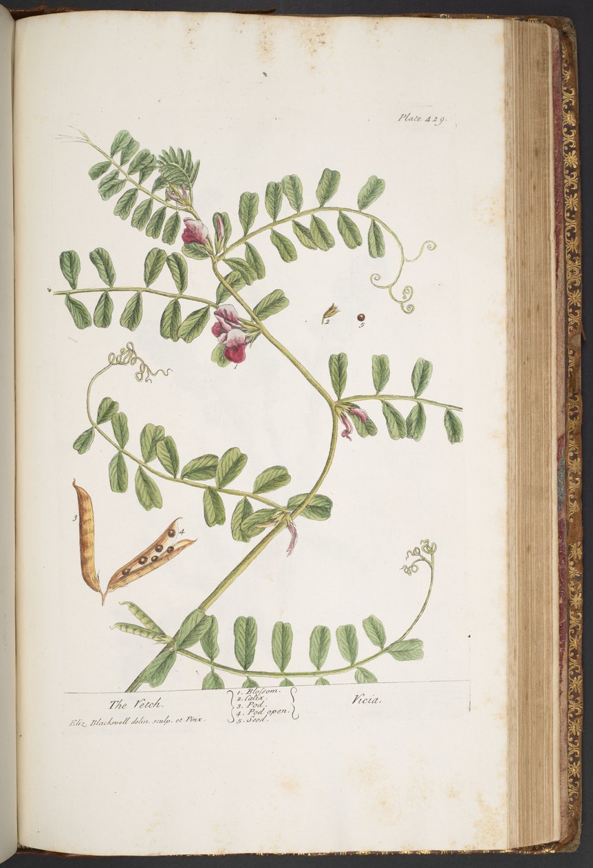 Levy 429, "A Curious Herbal" tekijältä Elizabeth Blackwell