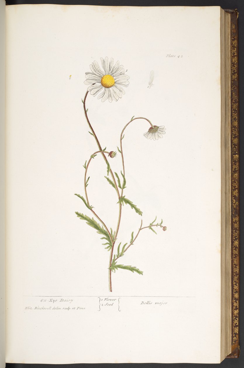 Levy 42, Ox-Eye Daisy, "A Curious Herbal" tekijältä Elizabeth Blackwell
