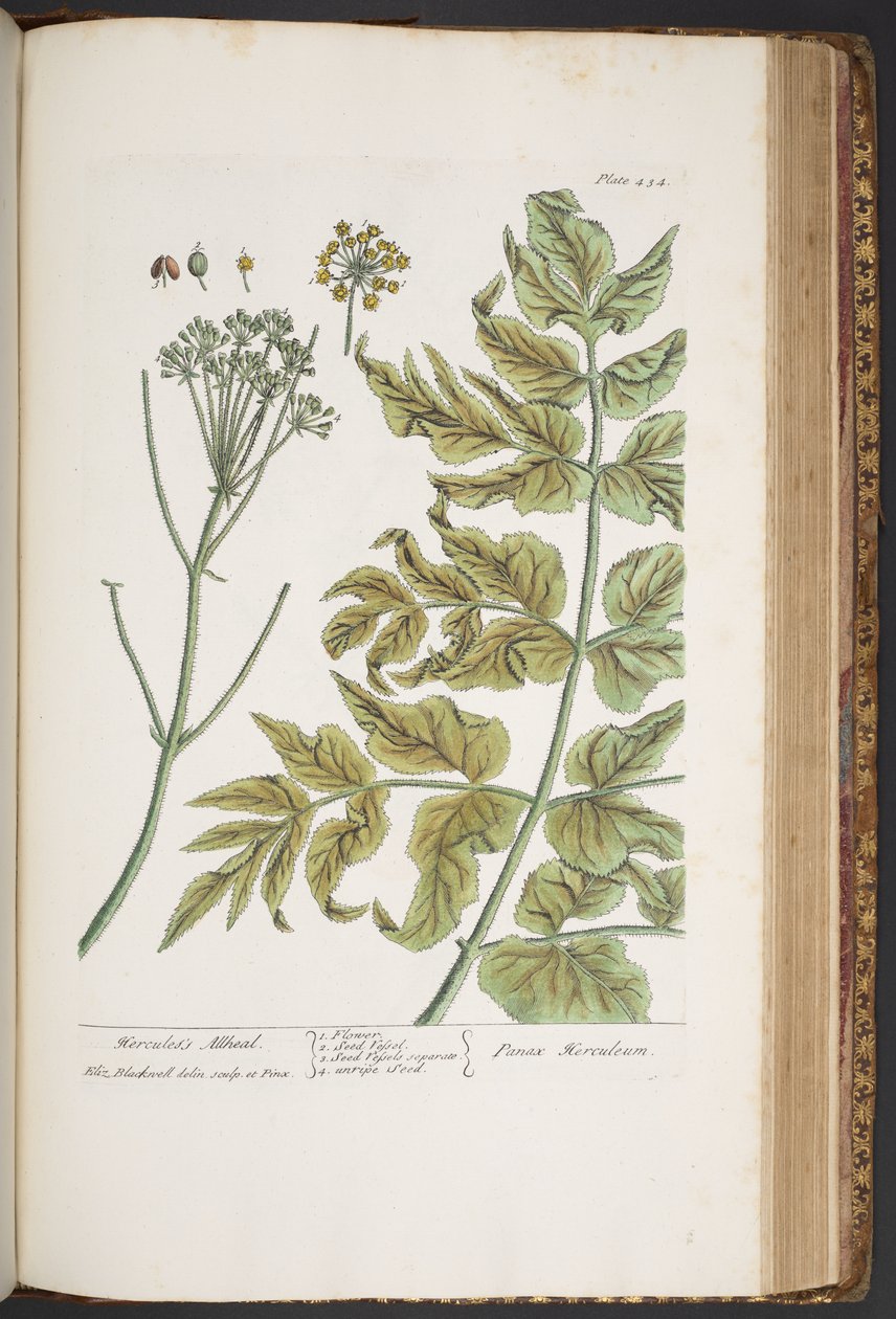 Làmina 434, de "Una herba curiosa" finlandesa tekijältä Elizabeth Blackwell