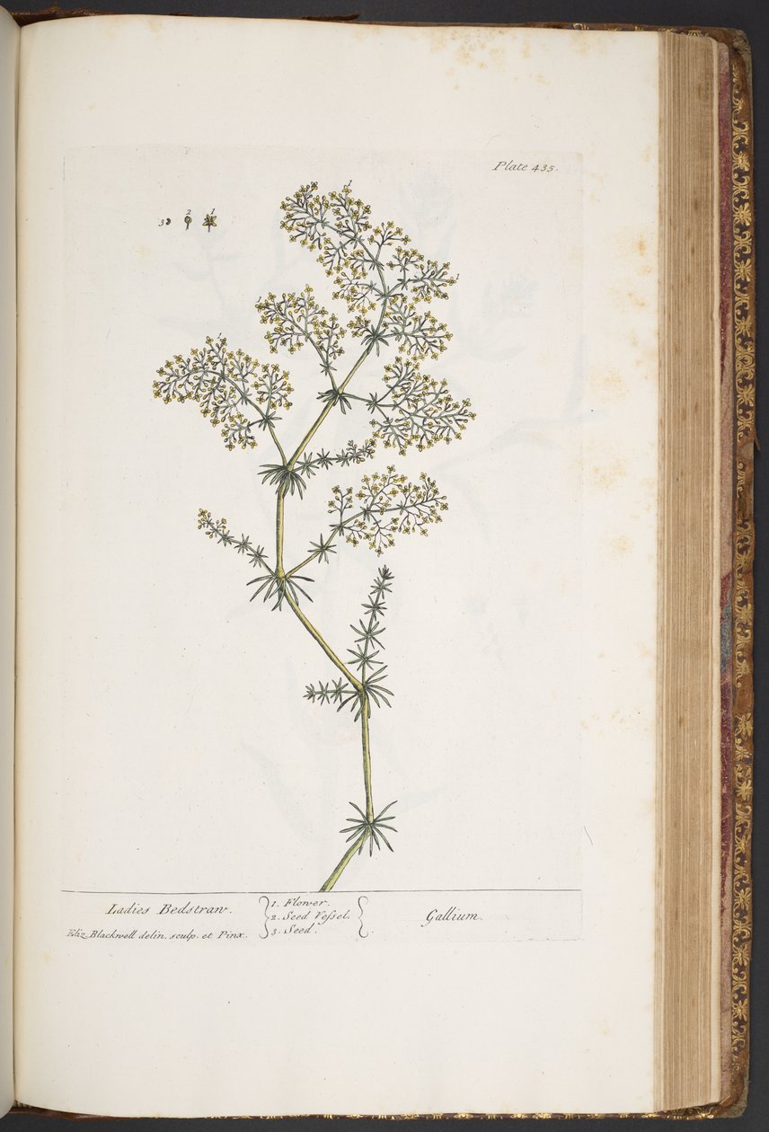 Levy 435, Ladies Bedstraw, "A Curious Herbal" tekijältä Elizabeth Blackwell
