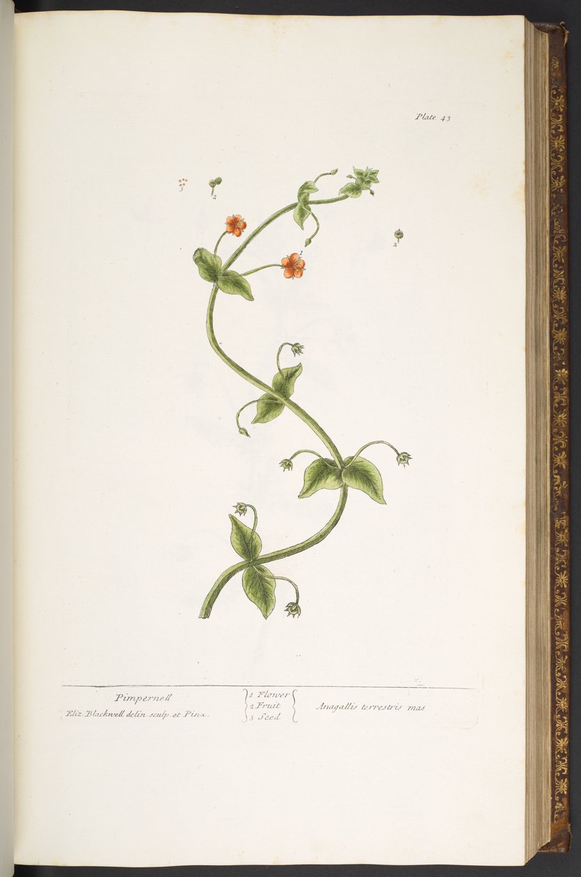 Levy 43, Pimpernell, "A Curious Herbal" tekijältä Elizabeth Blackwell