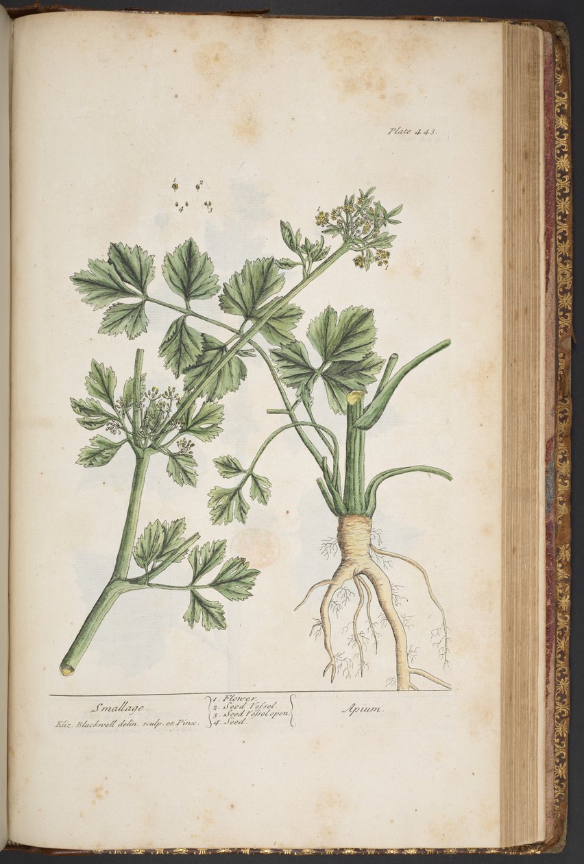 Levy 443, Smallage, "A Curious Herbal" tekijältä Elizabeth Blackwell