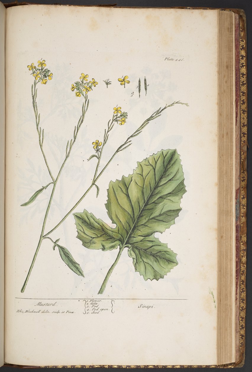 Levy 446, "A Curious Herbal" tekijältä Elizabeth Blackwell