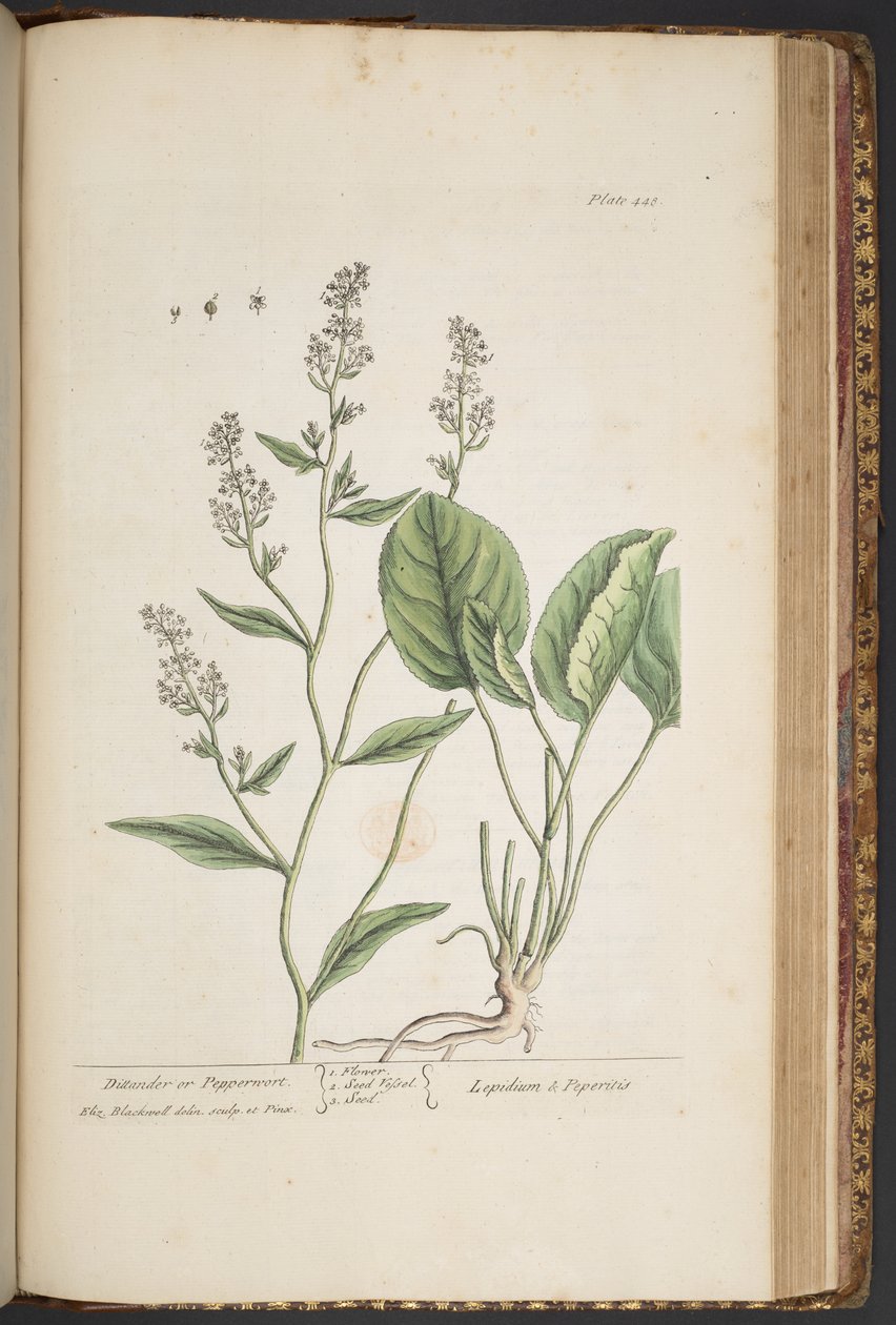 Levy 448, "A Curious Herbal" tekijältä Elizabeth Blackwell