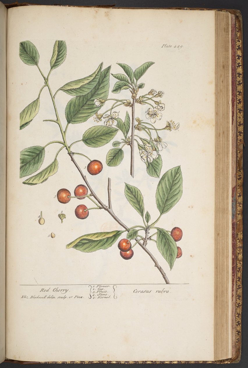 Levy 449, "A Curious Herbal" tekijältä Elizabeth Blackwell