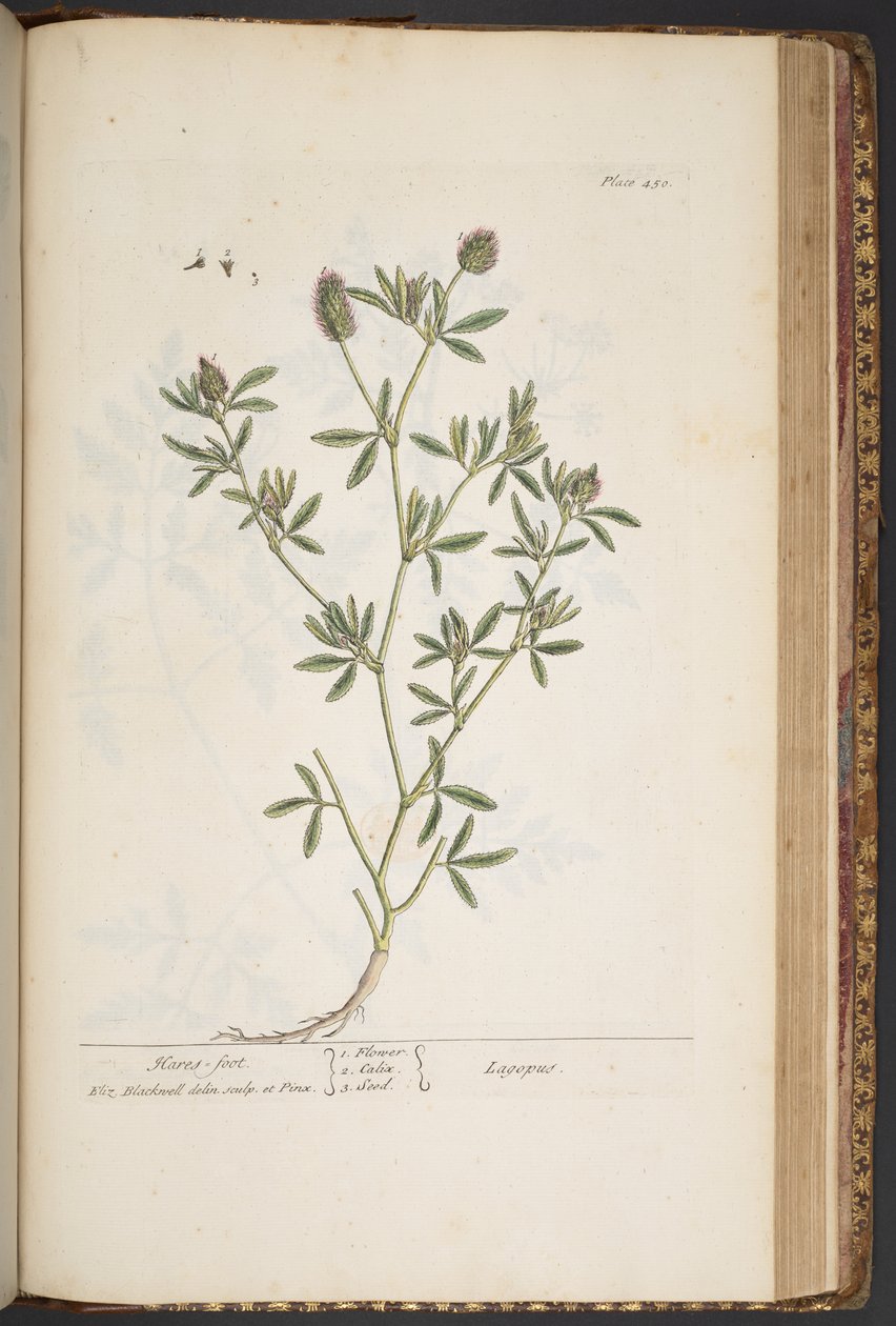 Levy 450, "A Curious Herbal" tekijältä Elizabeth Blackwell