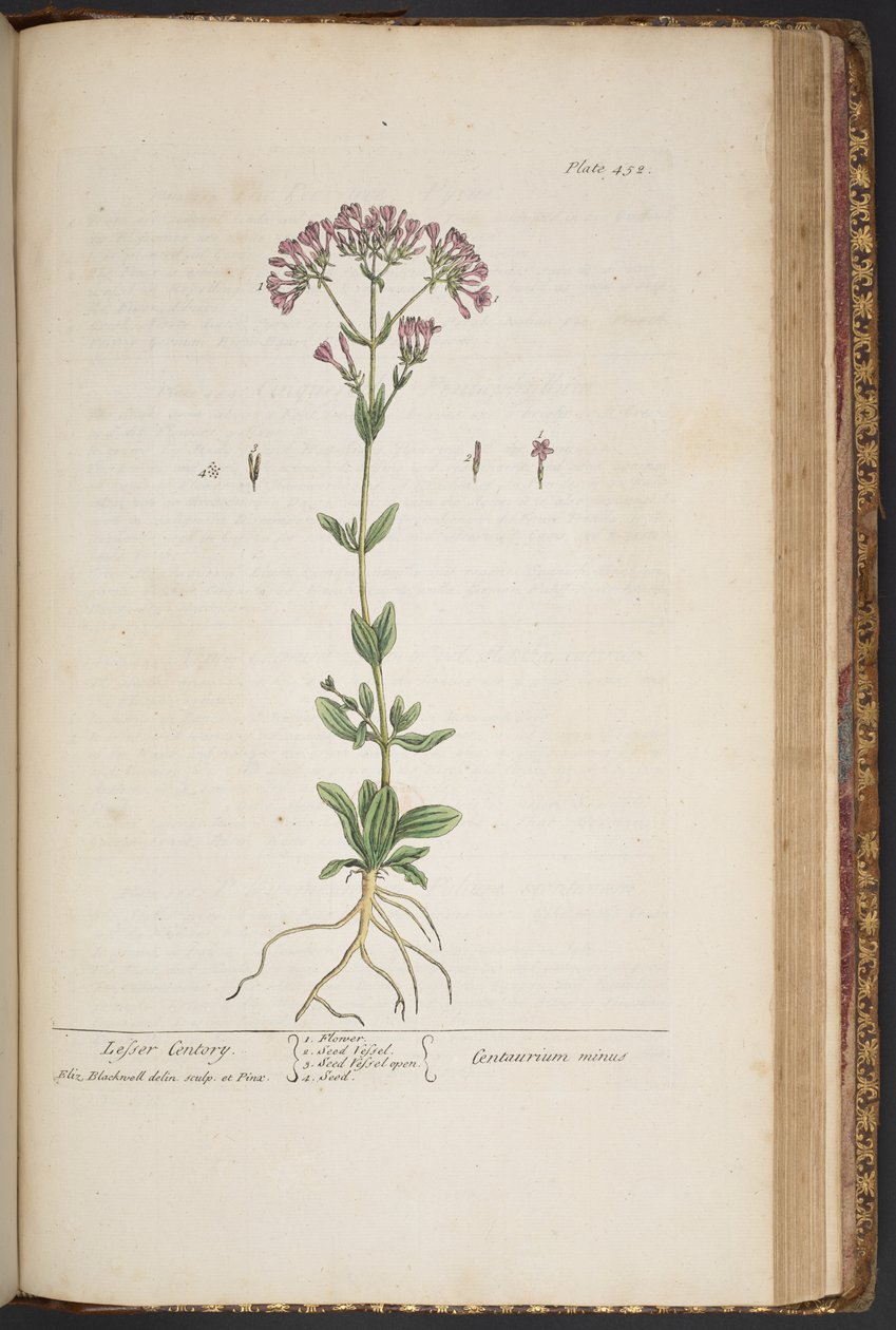 Levy 452, "A Curious Herbal" tekijältä Elizabeth Blackwell