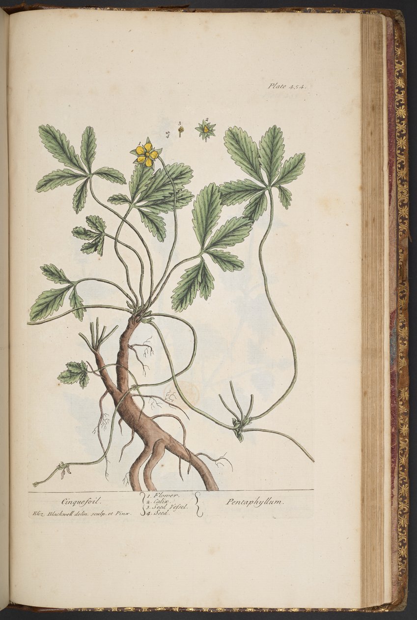 Levy 454, Cinquefoil, "A Curious Herbal" tekijältä Elizabeth Blackwell