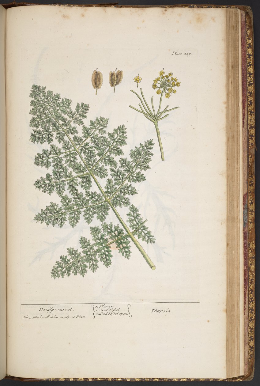 Levy 459, "A Curious Herbal" tekijältä Elizabeth Blackwell