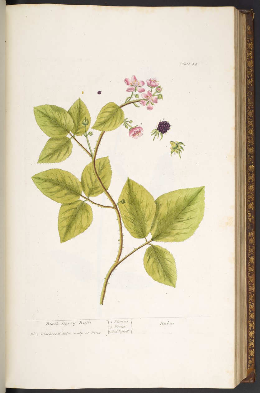 Levy 45, Black Berry Bush, "A Curious Herbal" tekijältä Elizabeth Blackwell