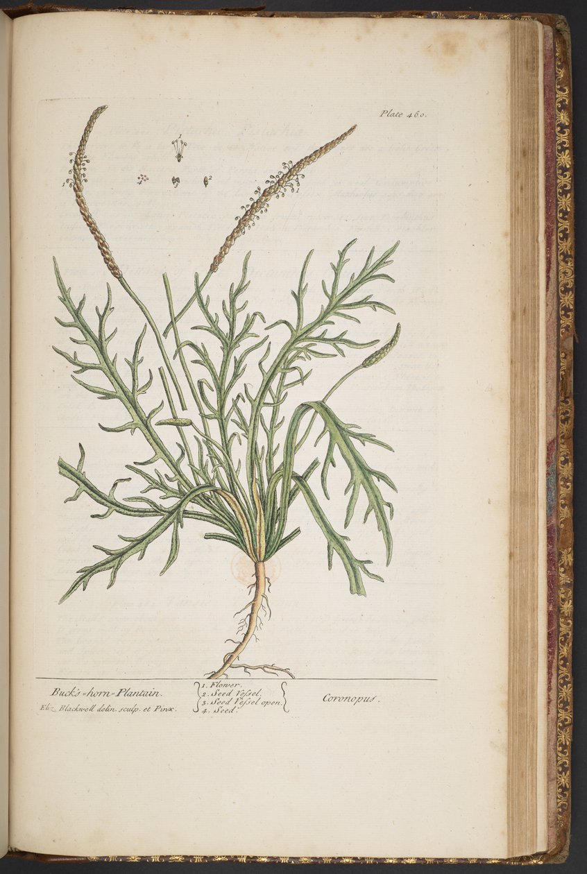 Levy 460, "A Curious Herbal" tekijältä Elizabeth Blackwell