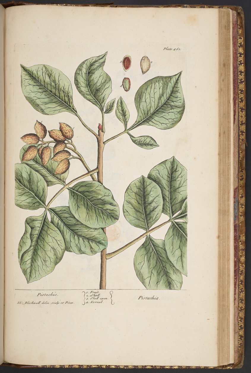 Levy 461, "A Curious Herbal" tekijältä Elizabeth Blackwell