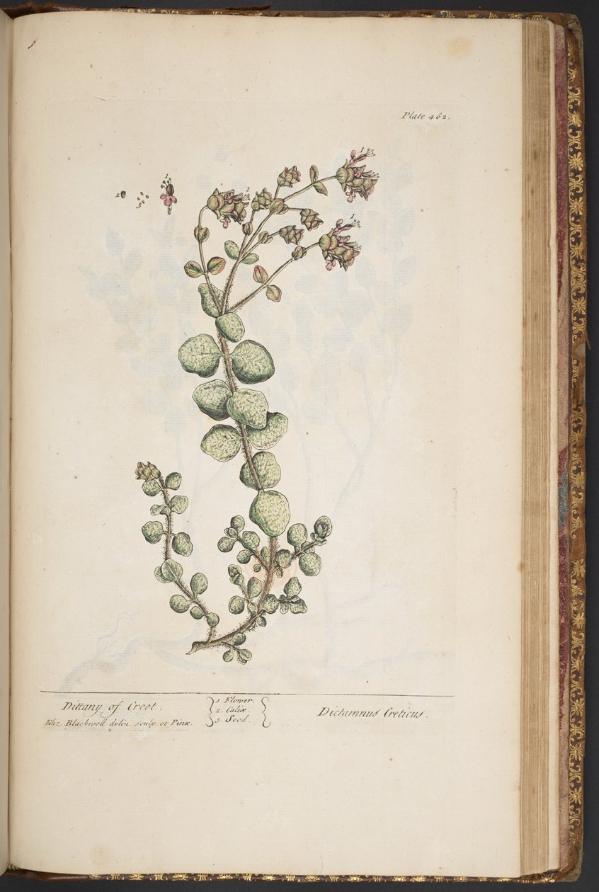 Làmina 462, de "Una herba curiosa" finlandesa tekijältä Elizabeth Blackwell