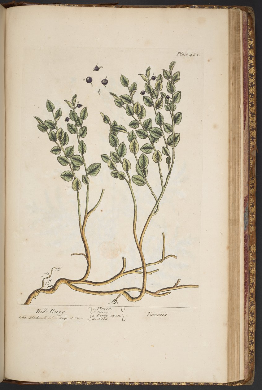 Levy 463, "A Curious Herbal" tekijältä Elizabeth Blackwell