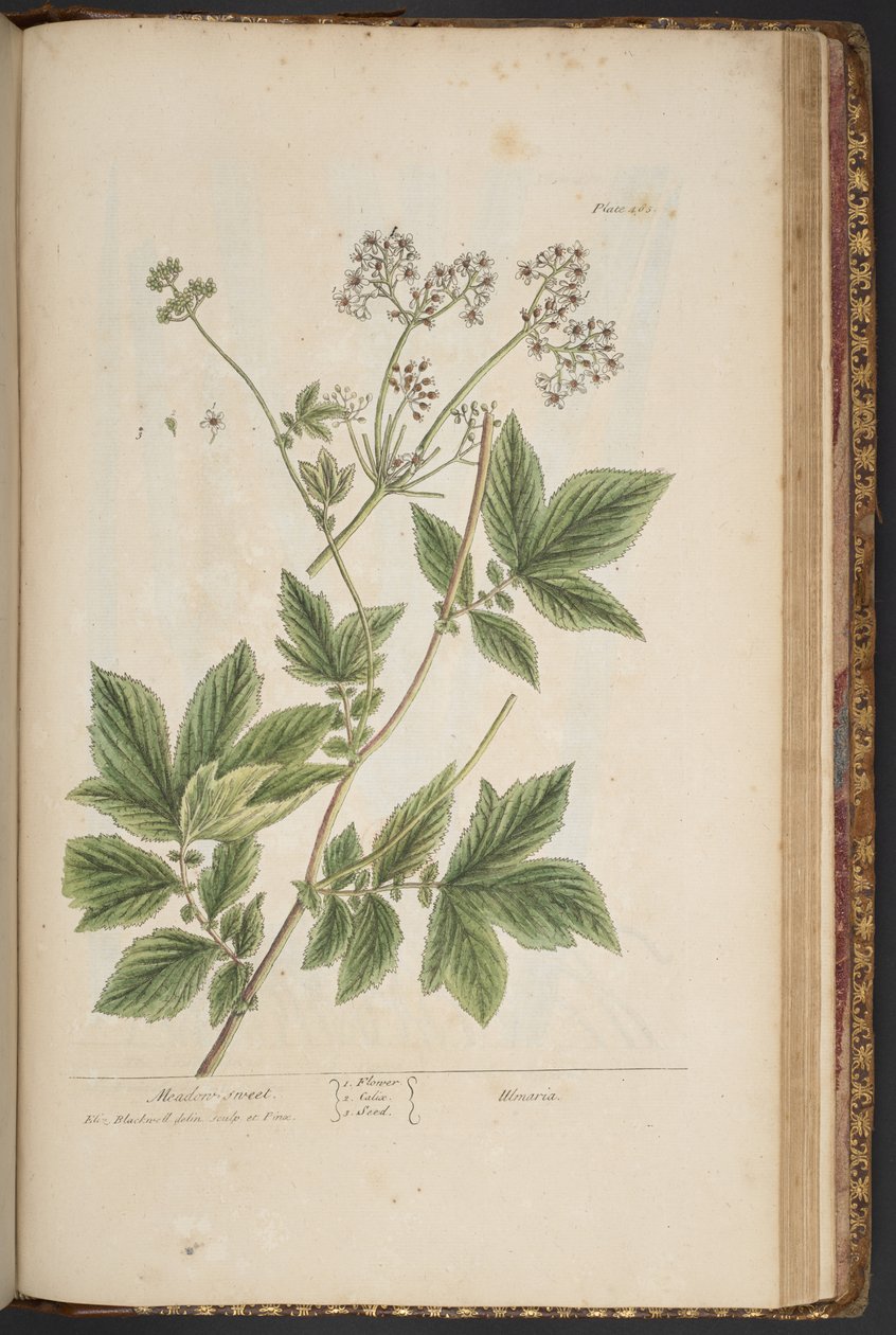 Levy 465, "A Curious Herbal" tekijältä Elizabeth Blackwell