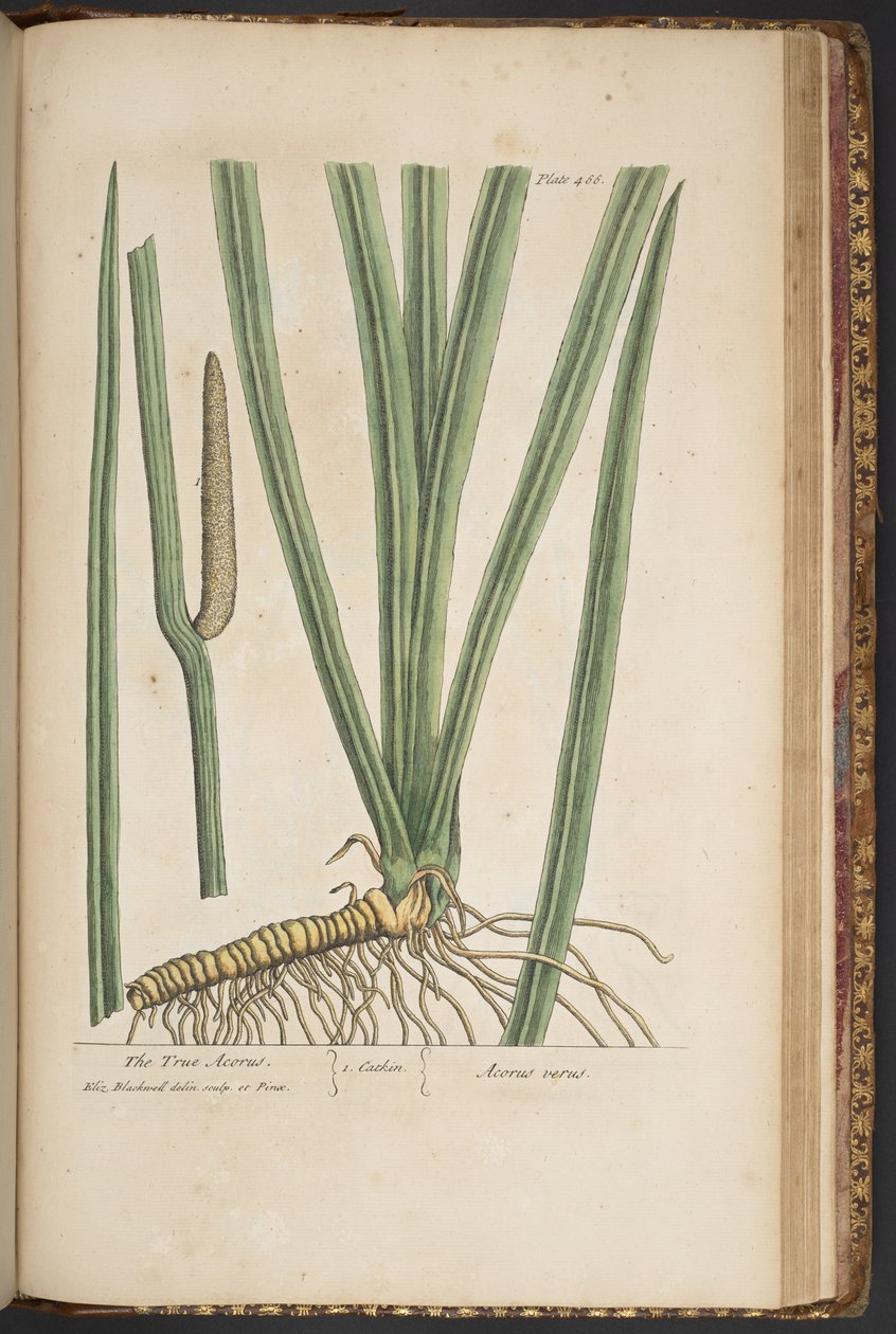 Levy 466, "A Curious Herbal" tekijältä Elizabeth Blackwell