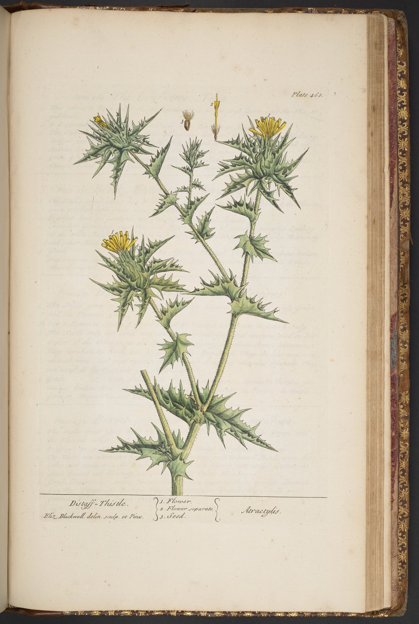 Levy 468, "A Curious Herbal" tekijältä Elizabeth Blackwell