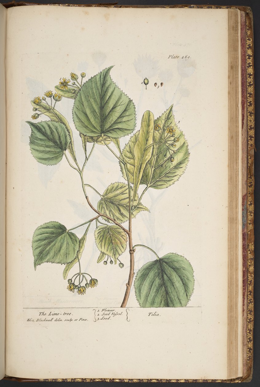Levy 469, "A Curious Herbal" tekijältä Elizabeth Blackwell
