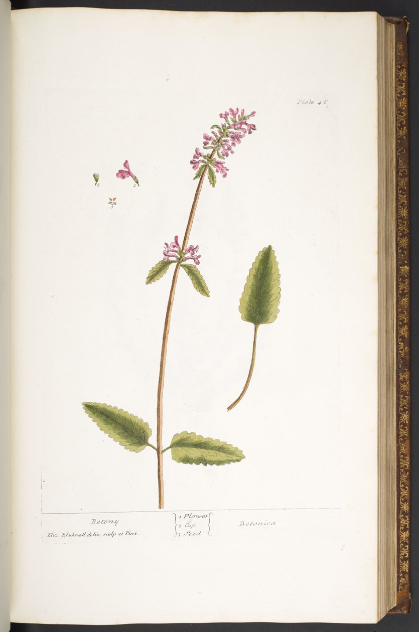 Levy 46, Betony, "A Curious Herbal" tekijältä Elizabeth Blackwell