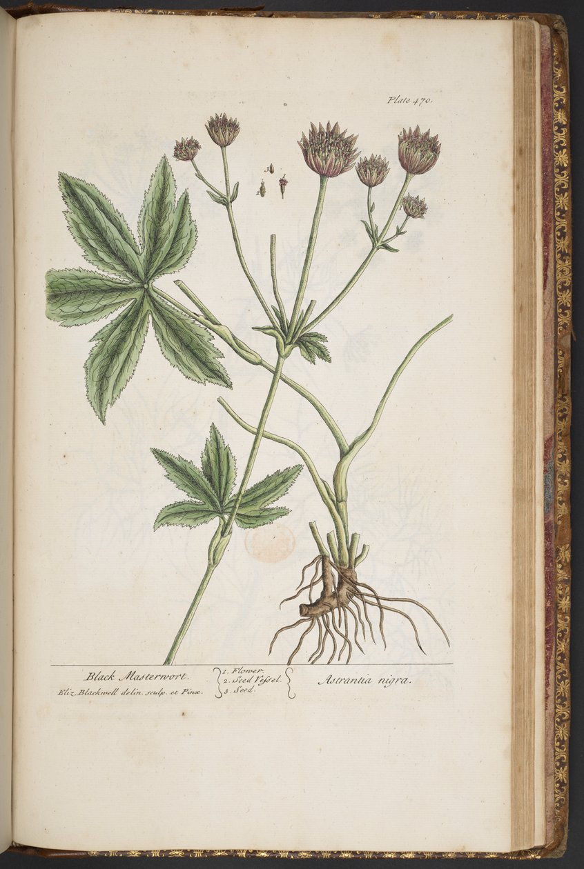 Levy 470, "A Curious Herbal" tekijältä Elizabeth Blackwell