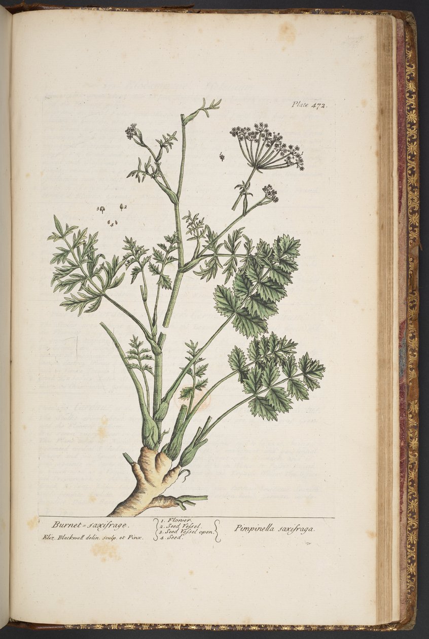 Levy 472, "A Curious Herbal" tekijältä Elizabeth Blackwell