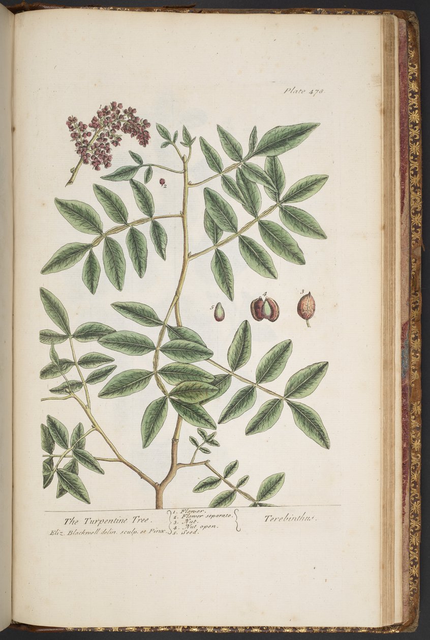 Levy 478, "A Curious Herbal" tekijältä Elizabeth Blackwell