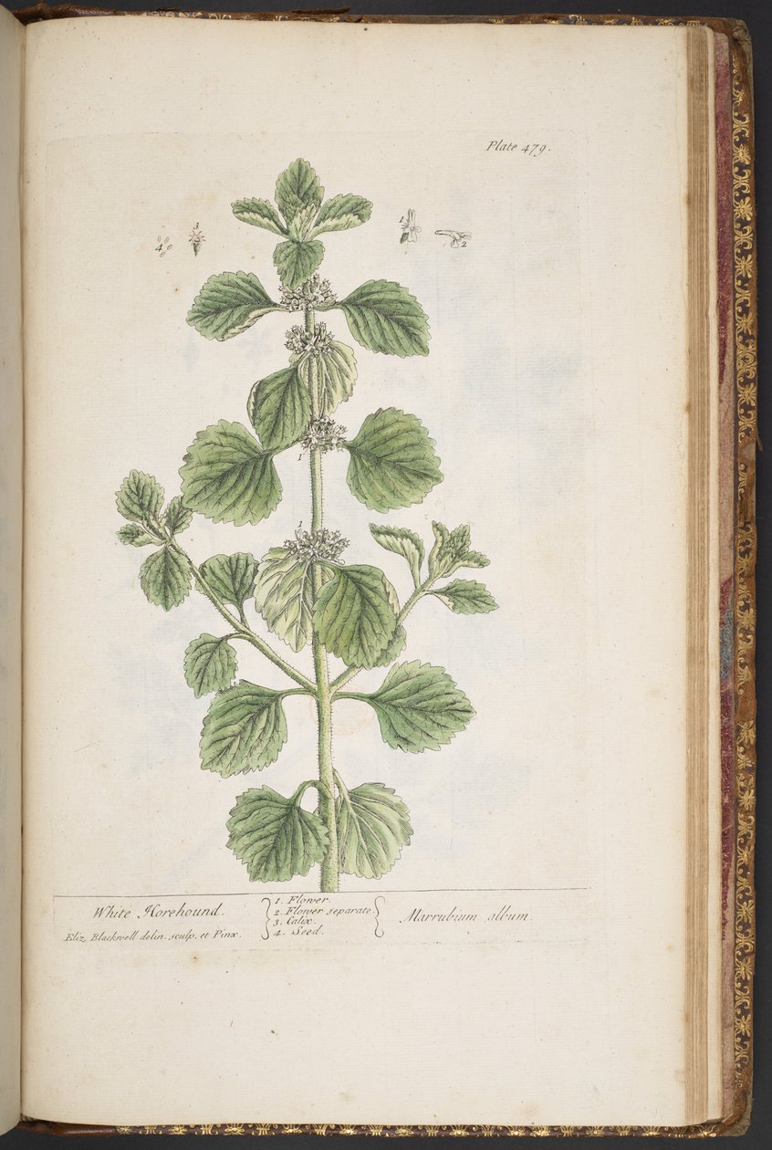 Levy 479, "A Curious Herbal" tekijältä Elizabeth Blackwell