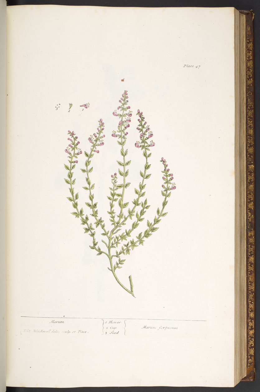 Levy 47, Marum, "A Curious Herbal" tekijältä Elizabeth Blackwell