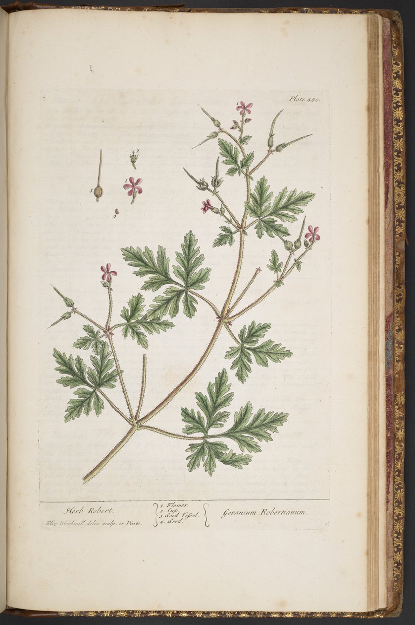 Levy 480, Herb Robert, "A Curious Herbal" tekijältä Elizabeth Blackwell