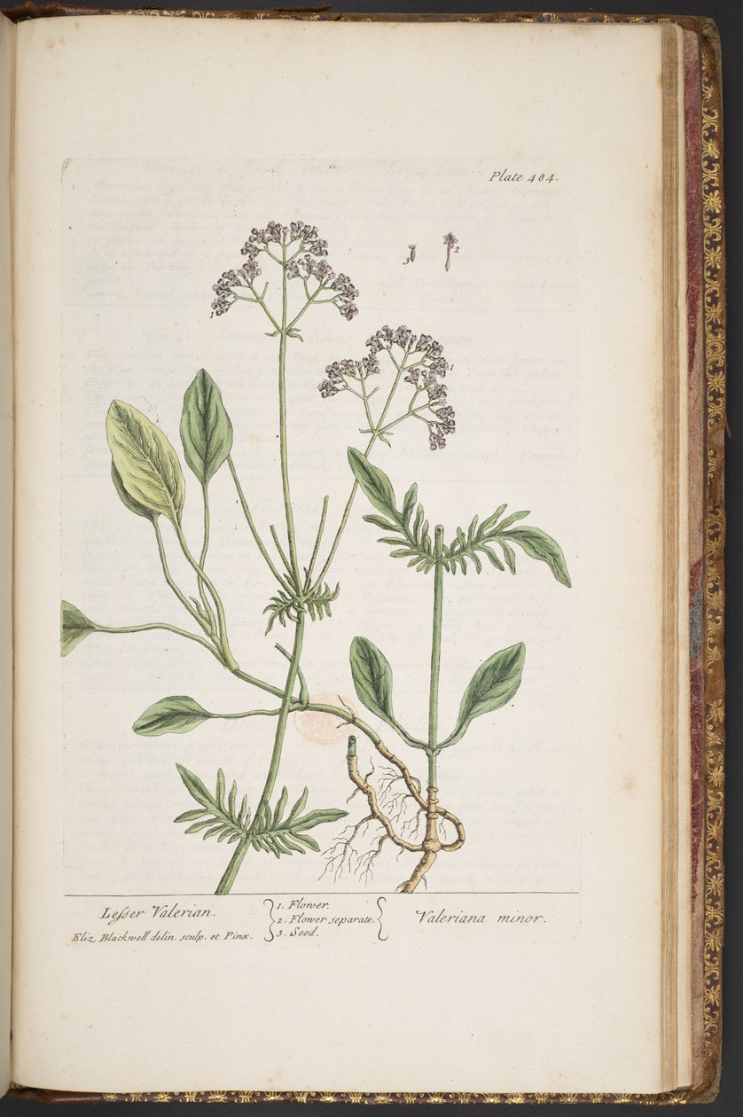 Levy 484, "A Curious Herbal" tekijältä Elizabeth Blackwell