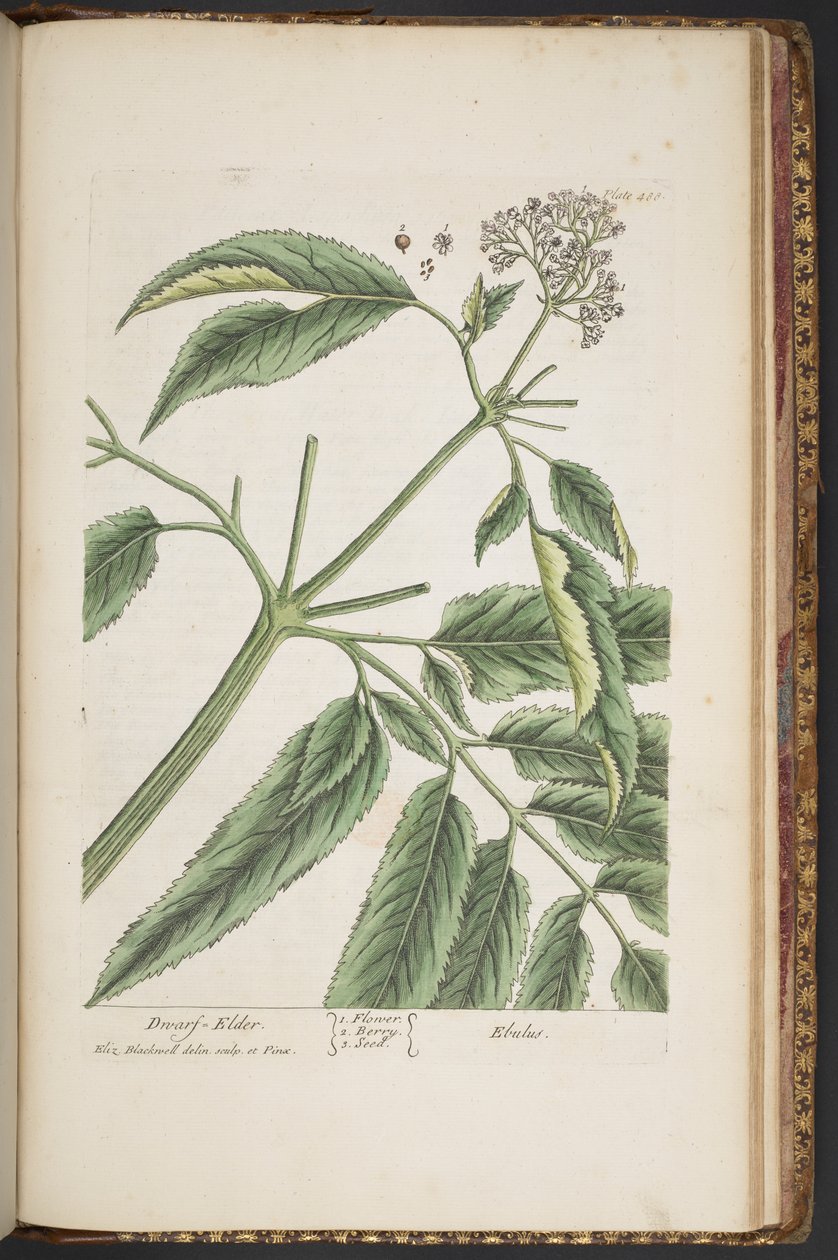 Levy 488, "A Curious Herbal" tekijältä Elizabeth Blackwell