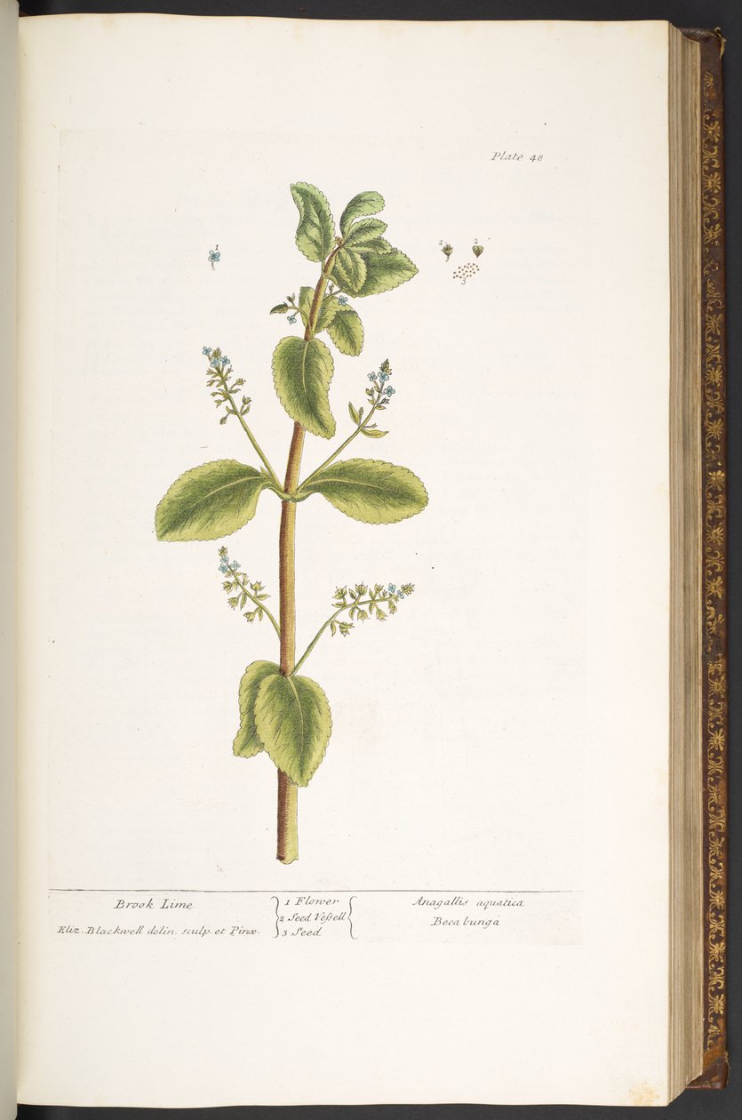 Levy 48, Brook Lime, "A Curious Herbal" tekijältä Elizabeth Blackwell