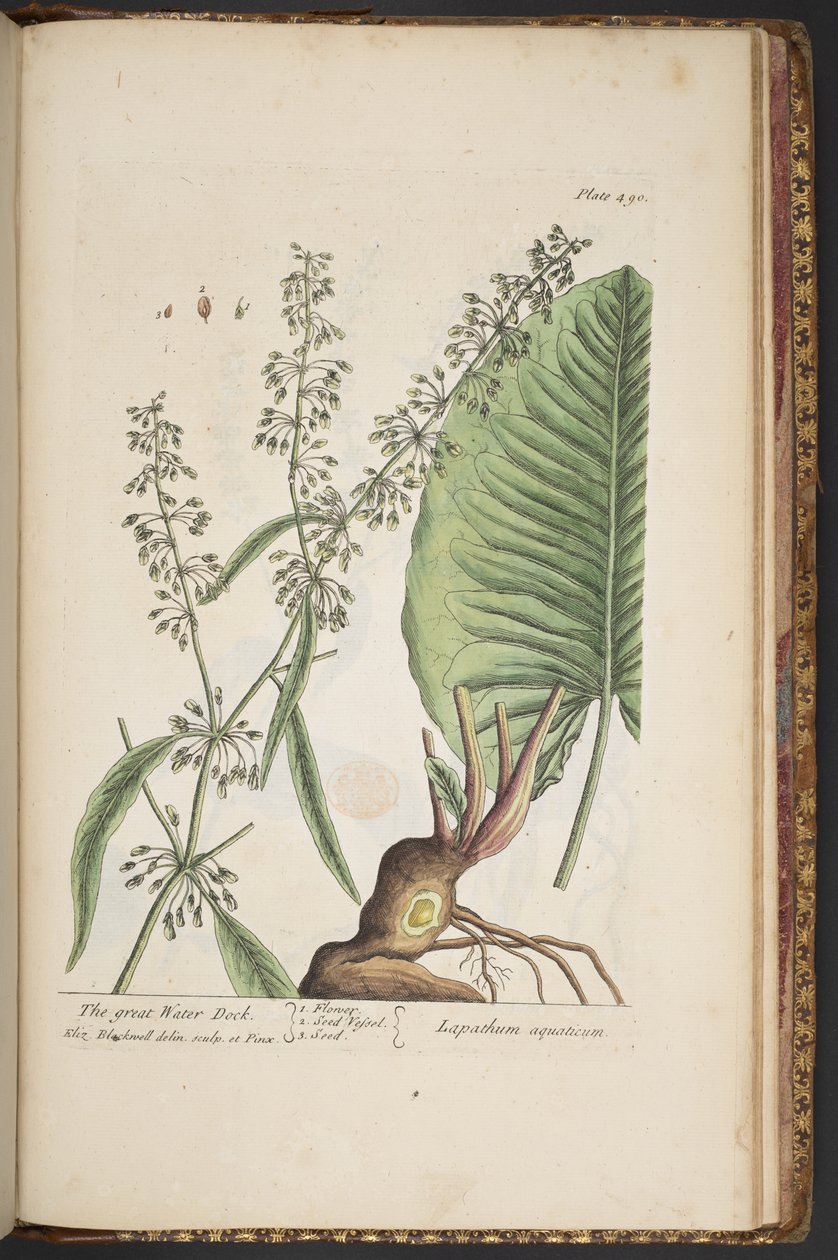 Levy 490, "A Curious Herbal" tekijältä Elizabeth Blackwell