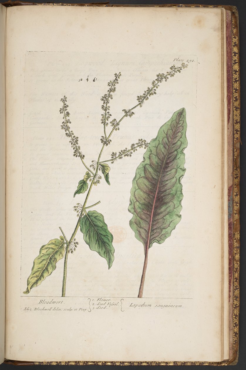 Levy 492, "A Curious Herbal" tekijältä Elizabeth Blackwell