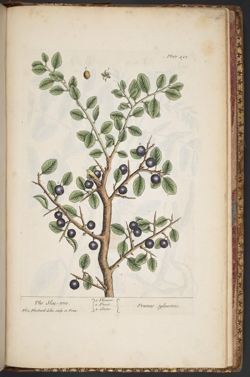 Levy 493, "A Curious Herbal" tekijältä Elizabeth Blackwell