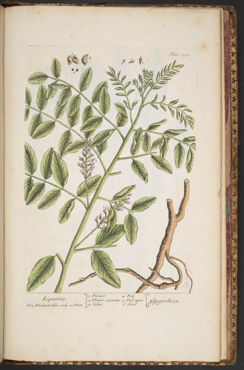 Levy 494, "A Curious Herbal" tekijältä Elizabeth Blackwell