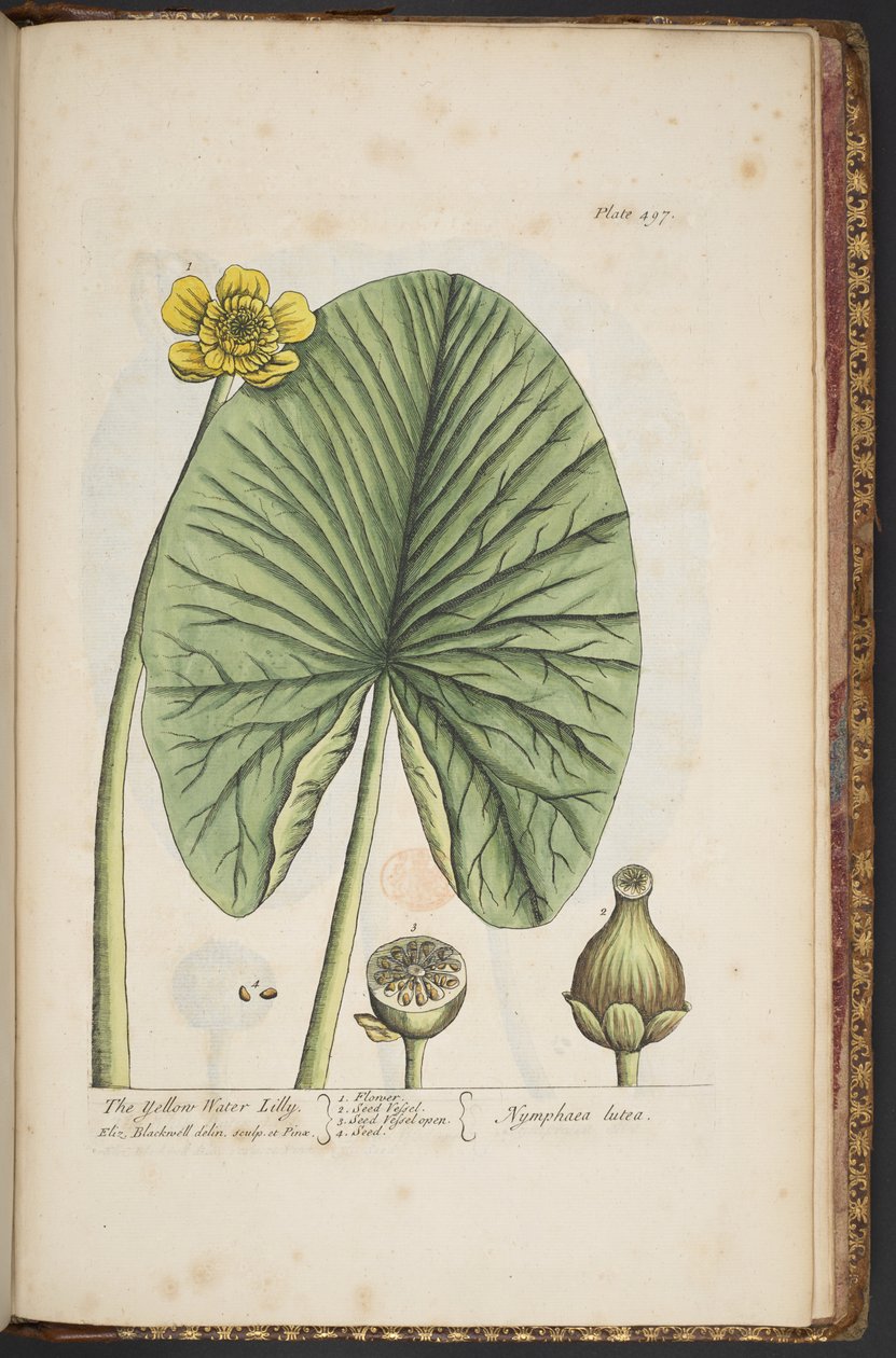 Levy 496, "A Curious Herbal" tekijältä Elizabeth Blackwell