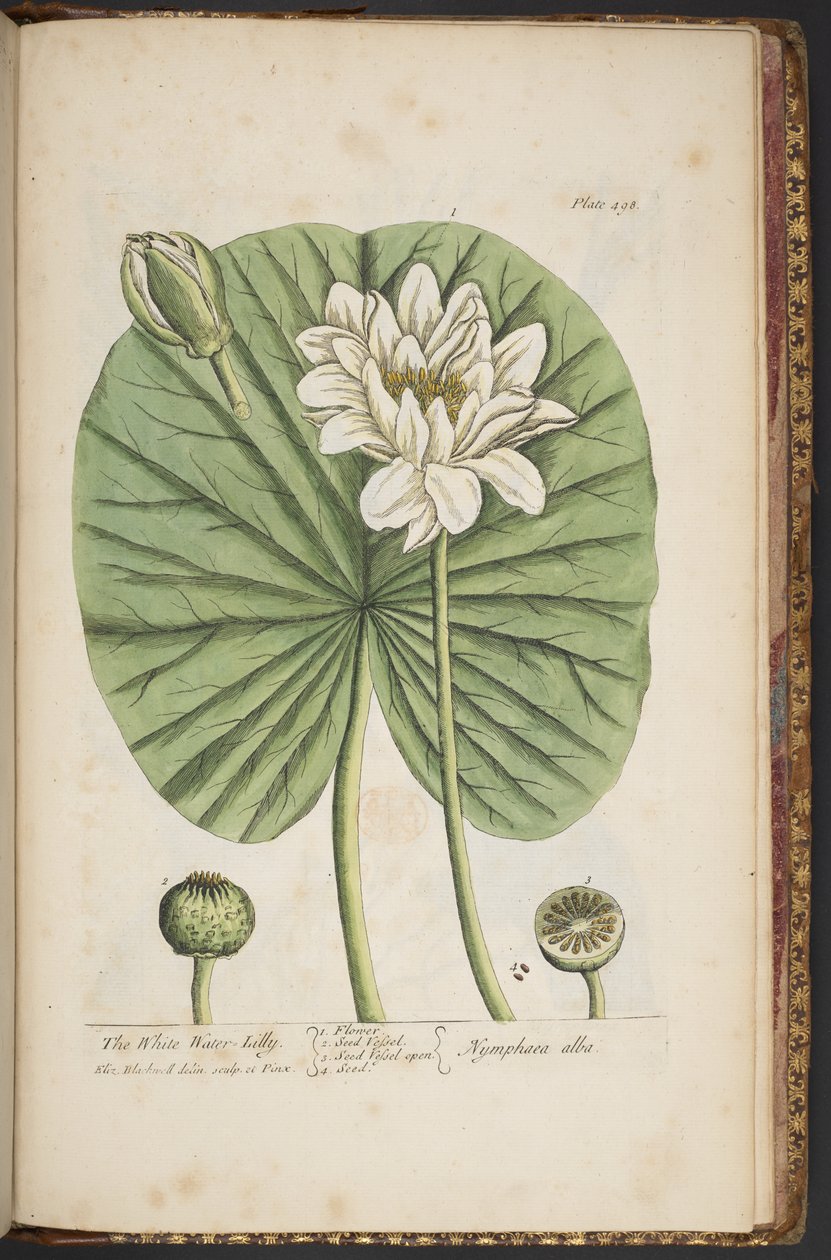 Levy 497, "A Curious Herbal" tekijältä Elizabeth Blackwell