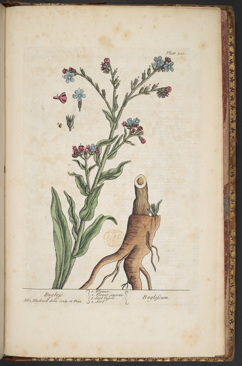 Levy 499, "A Curious Herbal" tekijältä Elizabeth Blackwell
