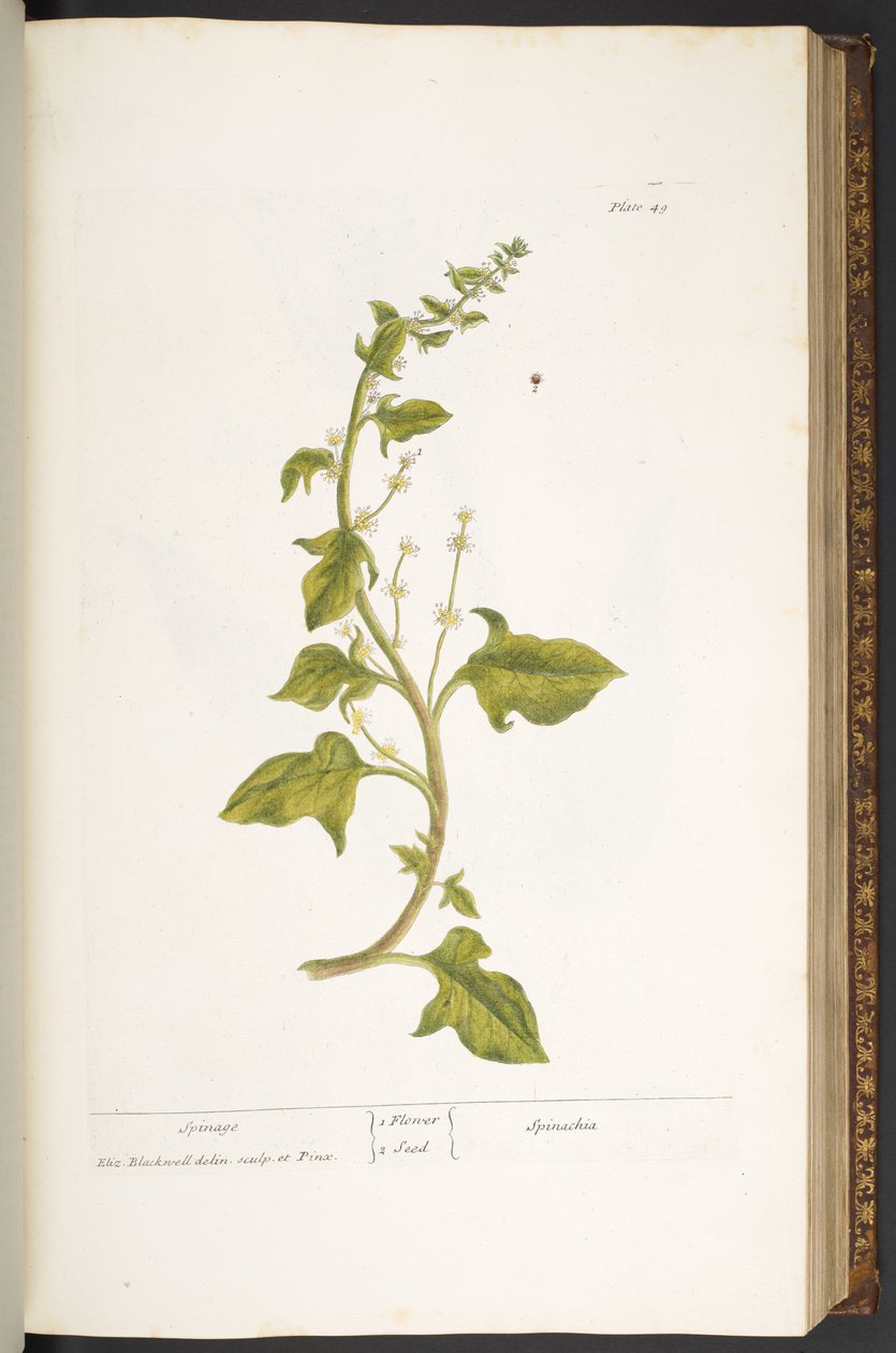 Levy 49, Spinage, "A Curious Herbal" tekijältä Elizabeth Blackwell