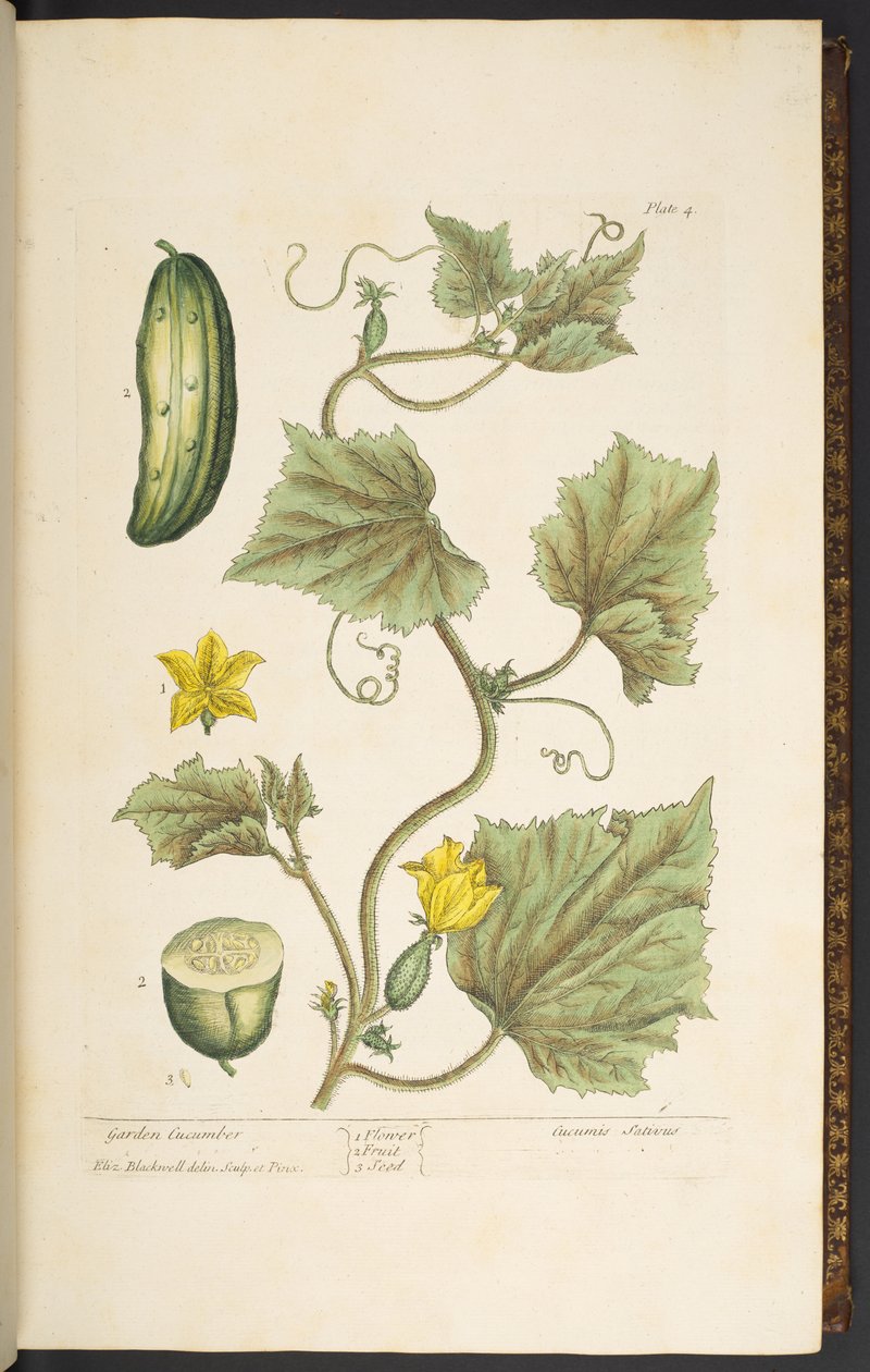 Lauta 4, puutarhakurkku, "A Curious Herbal" tekijältä Elizabeth Blackwell