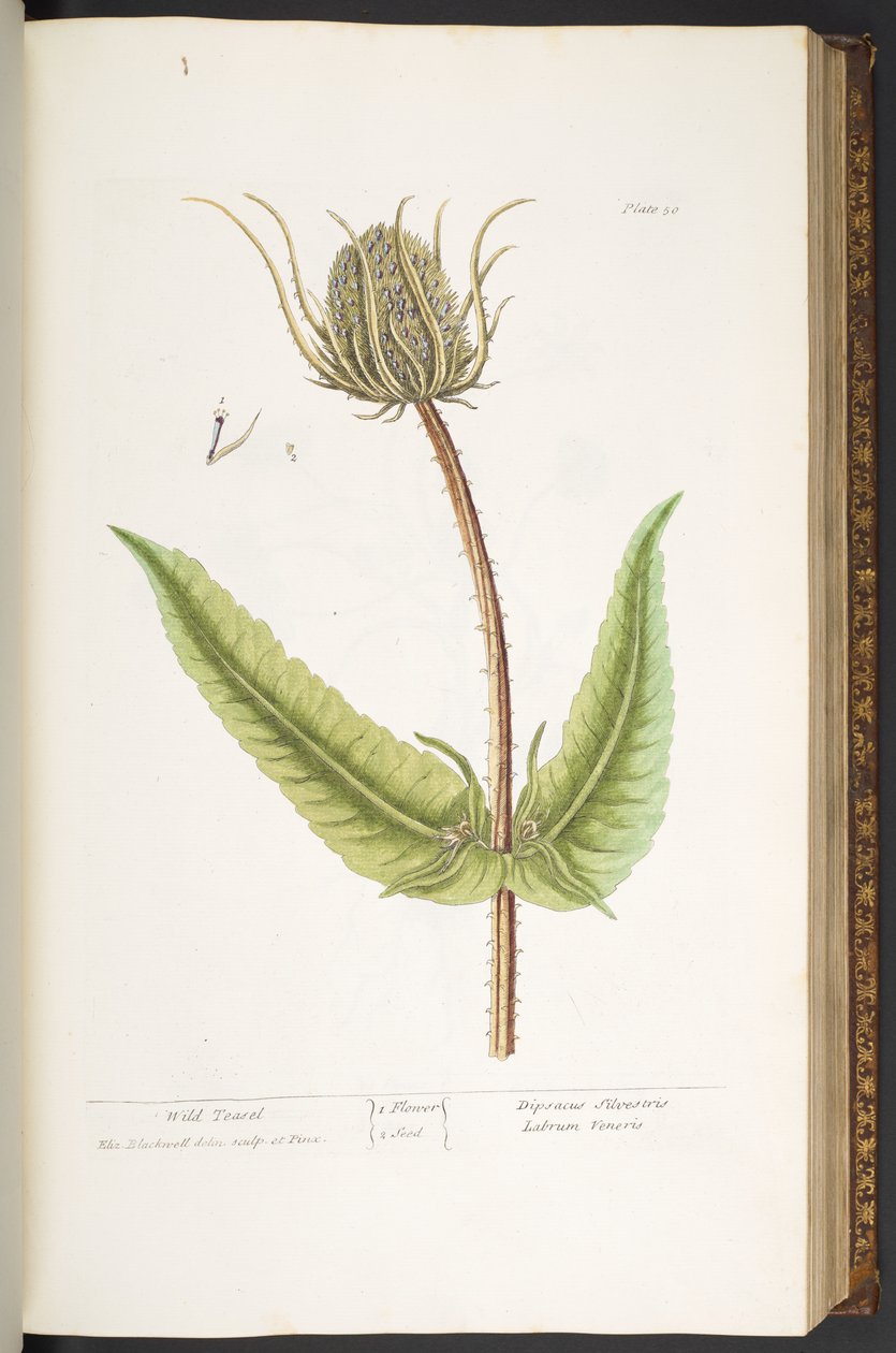 Levy 50, Wild Teasel, "A Curious Herbal" tekijältä Elizabeth Blackwell