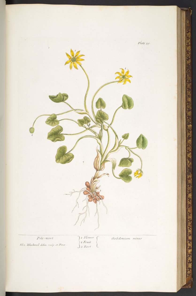 Lauta 51, Pile-Wort, "A Curious Herbal" tekijältä Elizabeth Blackwell