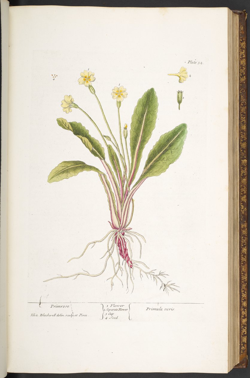 Levy 52, Primrose, "A Curious Herbal" tekijältä Elizabeth Blackwell
