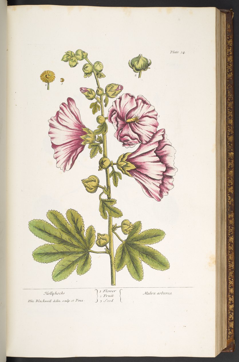 Levy 54, Hollyhocks, "A Curious Herbal" tekijältä Elizabeth Blackwell