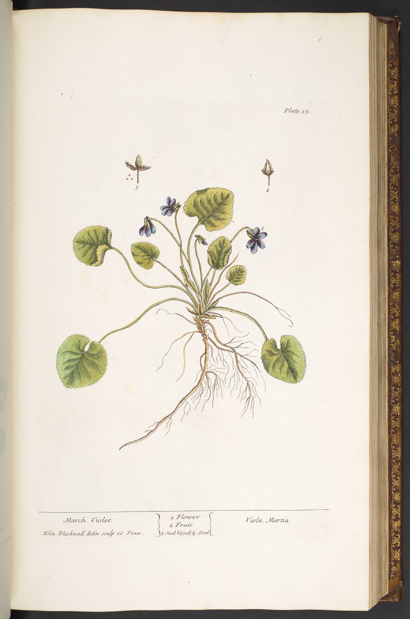 Levy 55, March Violet, "A Curious Herbal" tekijältä Elizabeth Blackwell